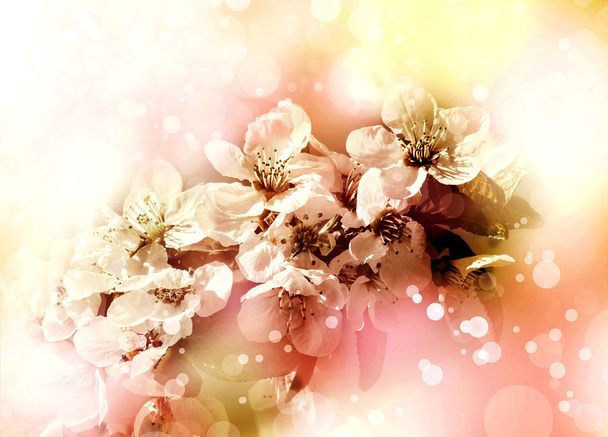 Branche de cerisier en fleurs. - Photo, image