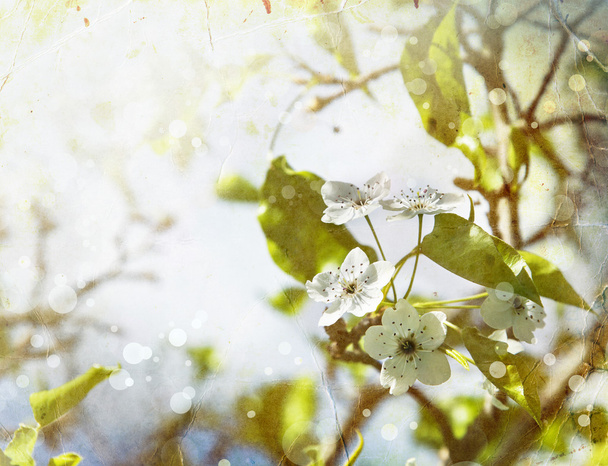гілка вишневого дерева в цвіті
. - Фото, зображення