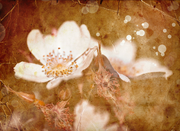 Весняний фон з цвітінням яблуні
 - Фото, зображення