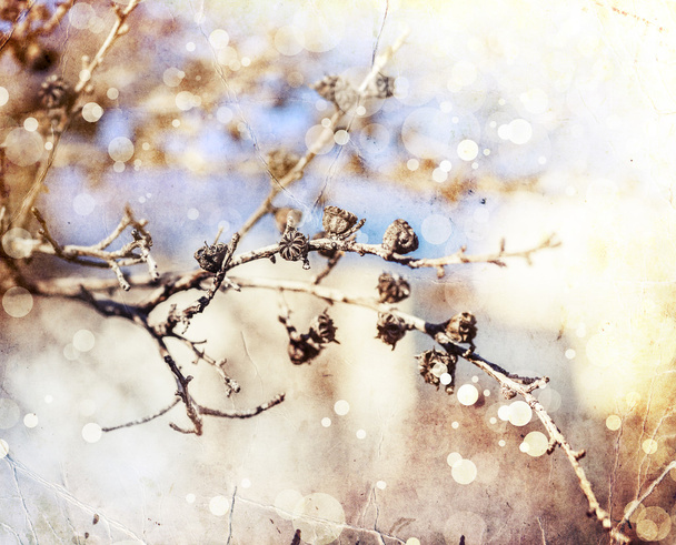 Sun beams and tree branches - 写真・画像