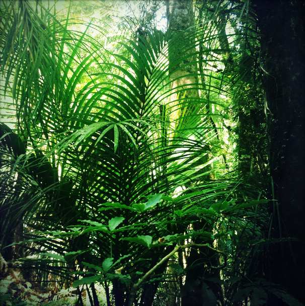 viidakko - Valokuva, kuva