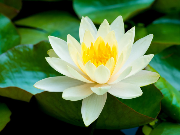 Beautiful white lotus blossom on the pond - Фото, изображение