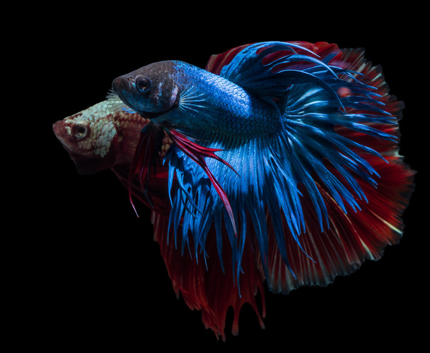 beautiful siamese fighting fish on black - Photo, Image
