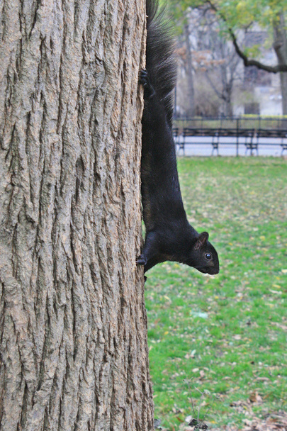 bir ağaç gövdesi üzerinde siyah sincap - Fotoğraf, Görsel