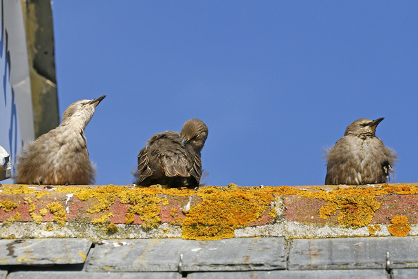 Estrella, Sturnus vulgaris, Tres Starlings en un techo
 - Foto, Imagen