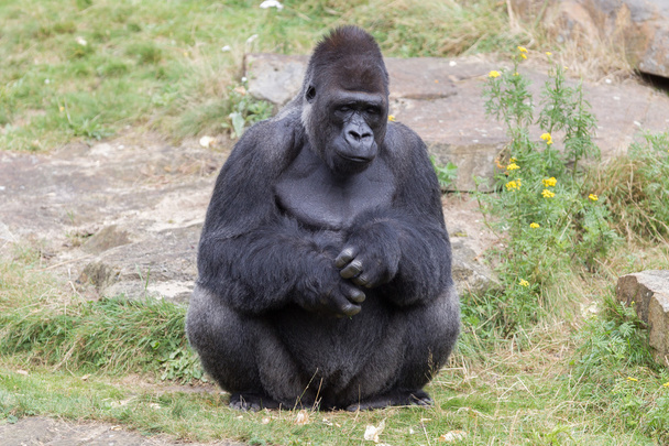 prata apoiado gorila macho
 - Foto, Imagem