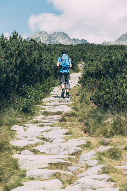Teenager hiking among the dwarf pine - Zdjęcie, obraz