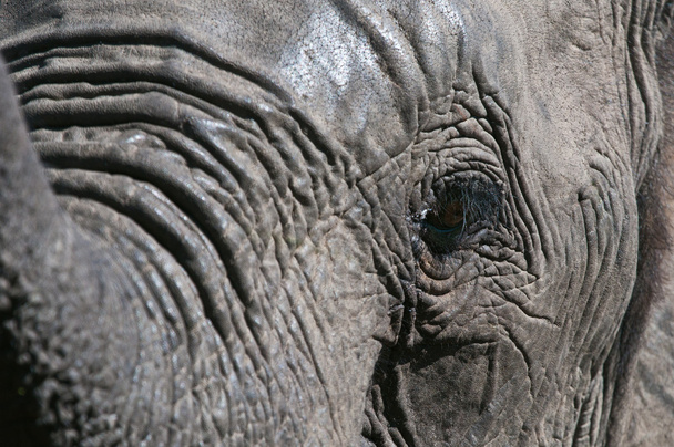Ojo de elefante
 - Foto, imagen
