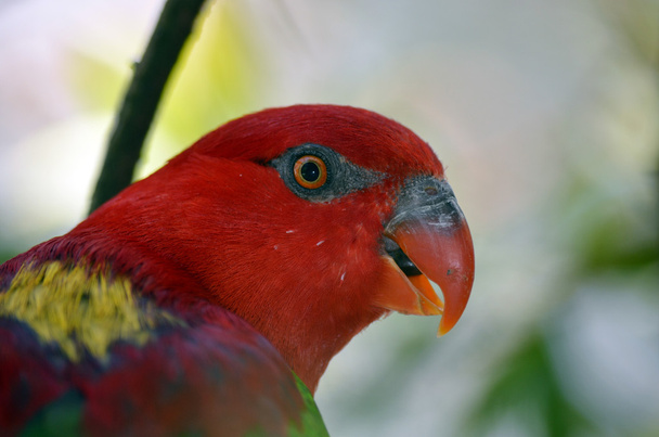 Chattering lory - Photo, Image