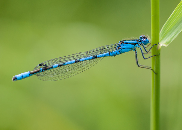 Male Blue Damselfly : Enallagma cyathigerum - Valokuva, kuva