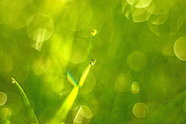 Трава з краплями роси
 - Фото, зображення