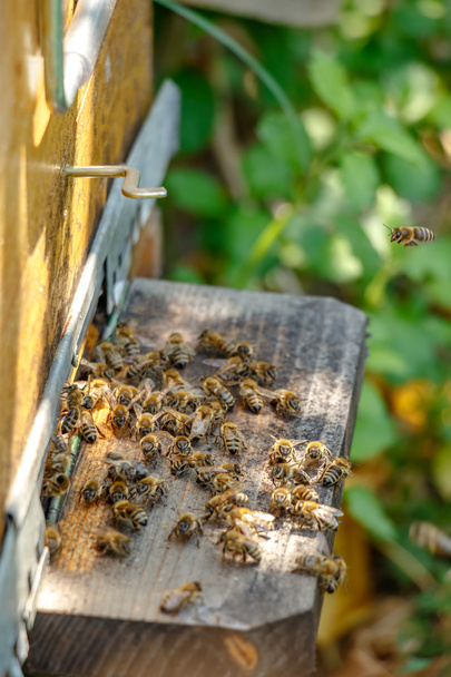 Улей на пасеке с пчелами, летящими на посадочную доску в гаре
 - Фото, изображение