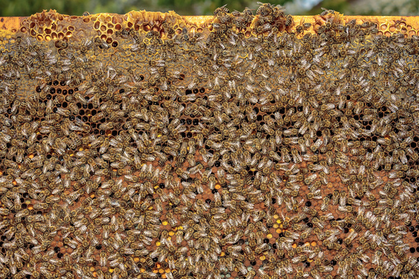 Quadro de abelha mel saudável coberto com abelhas, células de larvas tampadas a
 - Foto, Imagem