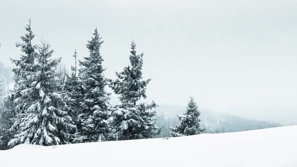 Karla kaplı ağaçlarla kaplı güzel kış manzarası - Video, Çekim
