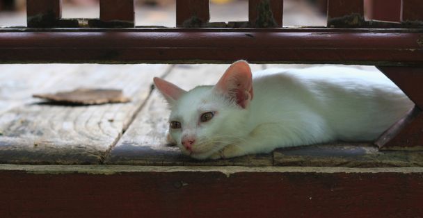 beyaz kedi - Fotoğraf, Görsel
