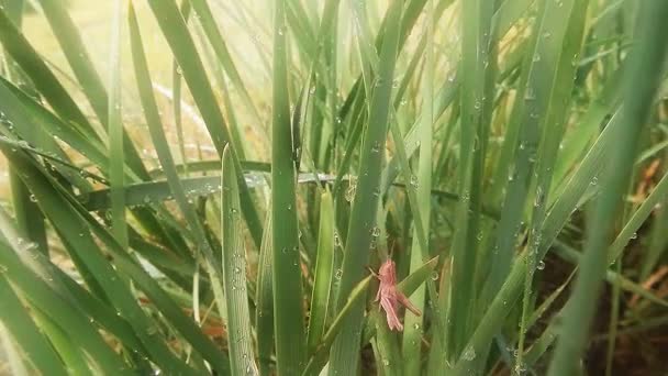 insetti dopo la pioggia erba verde macro da vicino negli altopiani vicino al fiume
 - Filmati, video