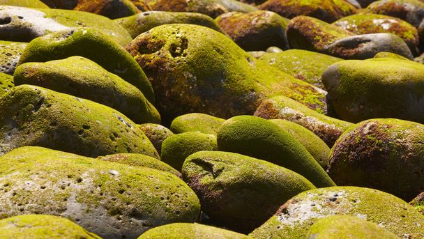 Pebbles com musgo na praia
  - Foto, Imagem