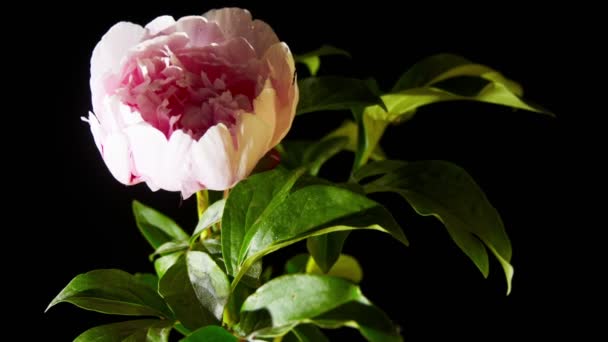 pink peony flowering - Footage, Video
