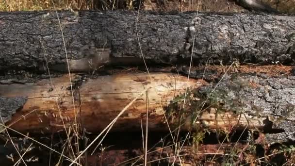 Umgestürzte Bäume im Wald - Filmmaterial, Video