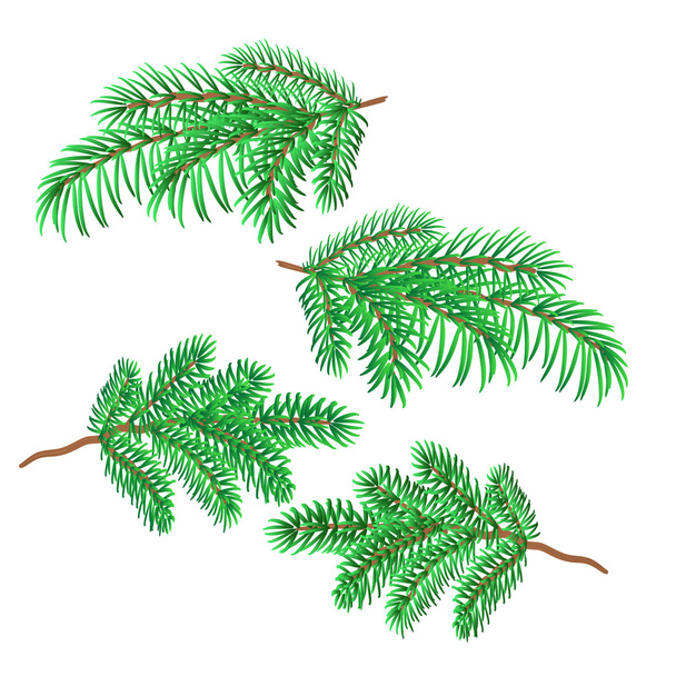 Branches  spruce vector - Vector, Image