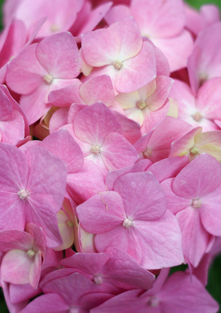 Pink flowers - Zdjęcie, obraz