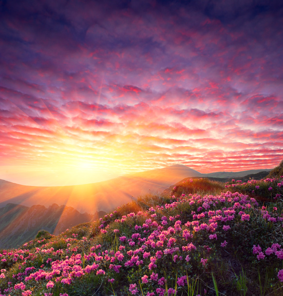 Frühlingslandschaft mit wolkenverhangenem Himmel und Blumen - Foto, Bild