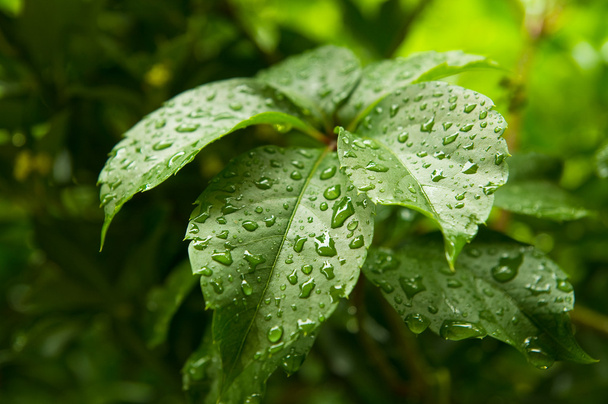 krople deszczu na zielonym liściu - Zdjęcie, obraz