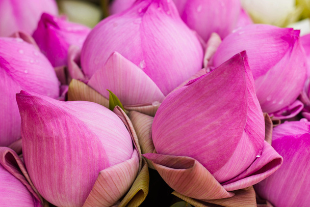 folded petal waterlily for paying respect to Buddha in Thailand - Photo, image