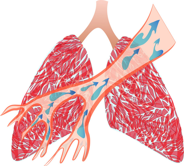 Keuhkot ja henkitorvi
 - Vektori, kuva