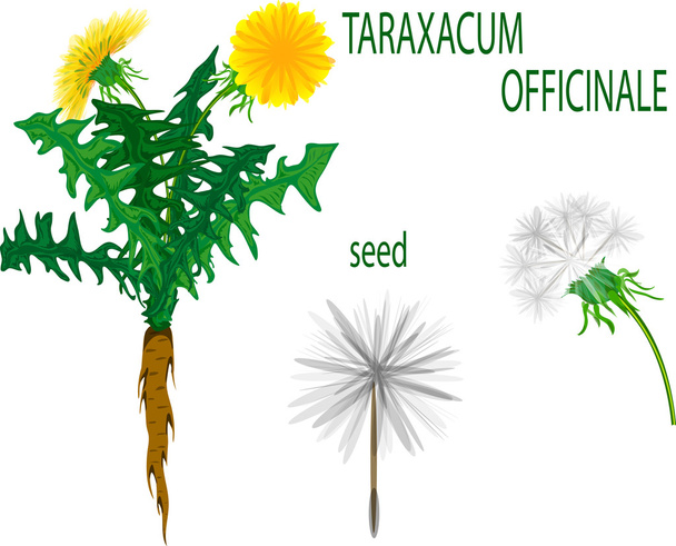 Taraxacum officinale - Διάνυσμα, εικόνα