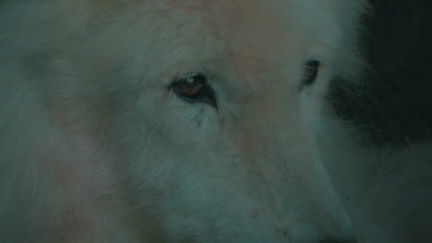 close-up van een witte wolf. - Video