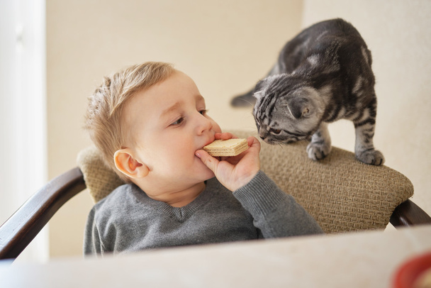 little boy shares food with cat - Foto, imagen