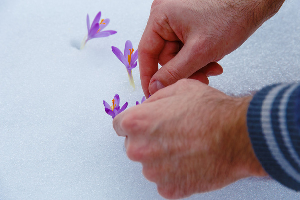 krokusy w śniegu, fioletowy wiosennych kwiatów. Ręką człowieka - Zdjęcie, obraz