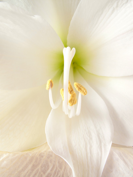 White amaryllis flower - Fotoğraf, Görsel