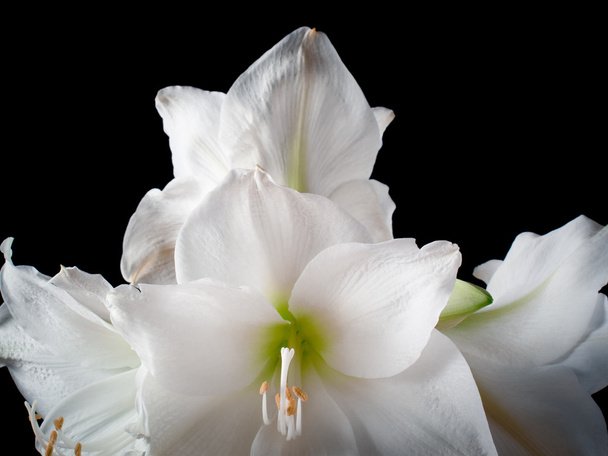 White amaryllis flower - Фото, зображення