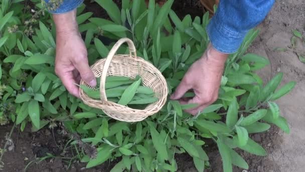 Jardinero recolectando hierbas medicinales hojas de salvia
 - Metraje, vídeo