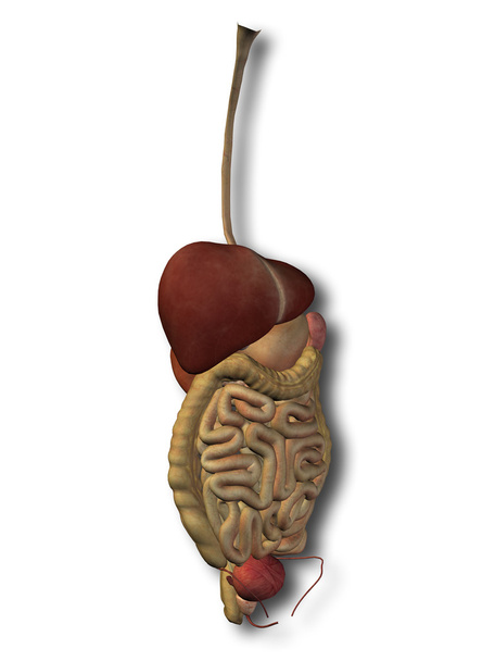 Sistema digestivo conceptual
 - Foto, Imagen
