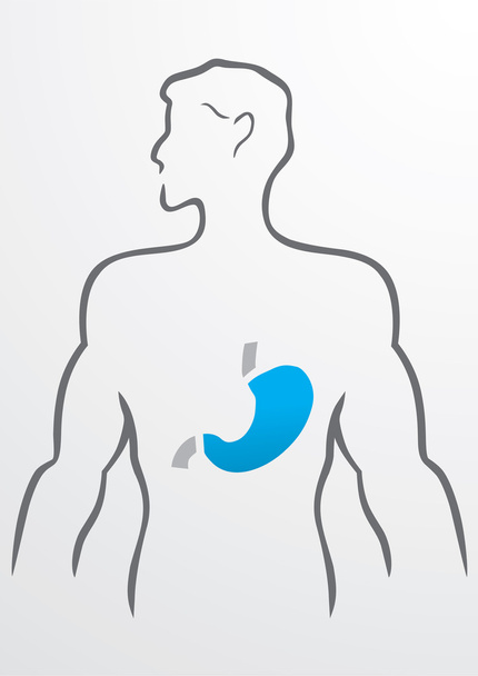 Stomach and human body - Illustration - Vector, Image
