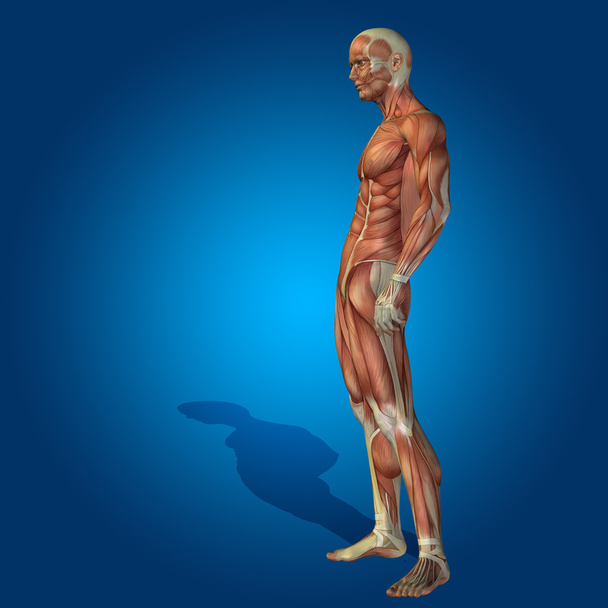 Ανατομία σώμα με τους μυς - Φωτογραφία, εικόνα