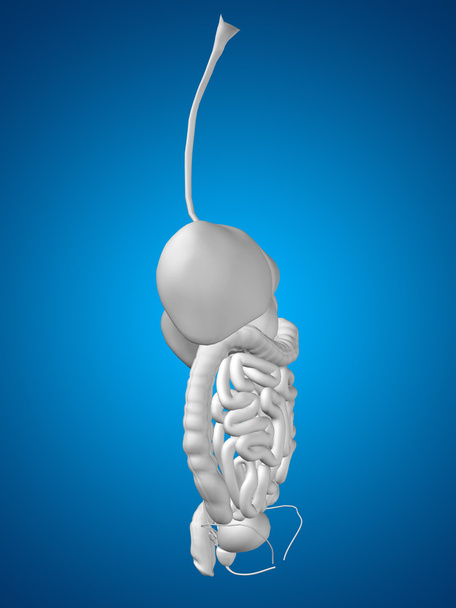 Sistema digestivo conceitual
 - Foto, Imagem