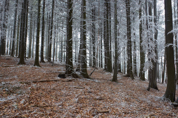 En pino escarchado - madera
 - Foto, Imagen
