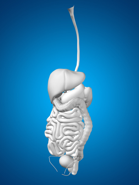 Sistema digestivo conceptual
 - Foto, imagen
