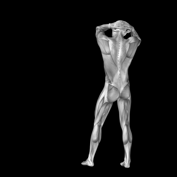 άνθρωπος με μύες για σχέδια ανατομία - Φωτογραφία, εικόνα