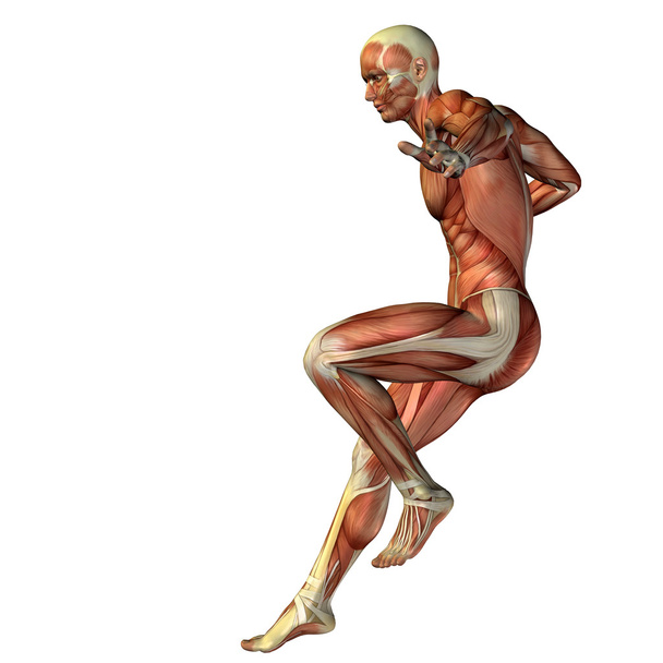 Homem com músculos para desenhos anatômicos
. - Foto, Imagem