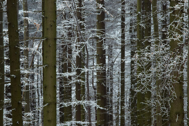 In frosty pine - wood - Фото, изображение