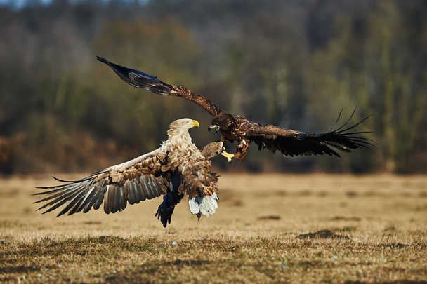 Combat entre aigles
 - Photo, image