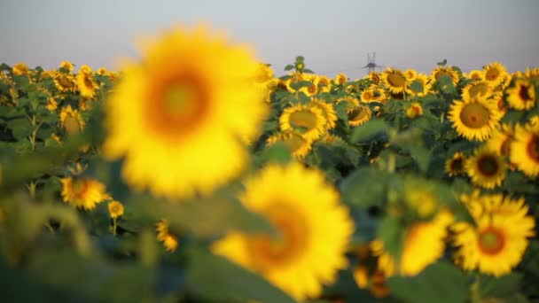 Field of Beautiful Sunflowers - Footage, Video