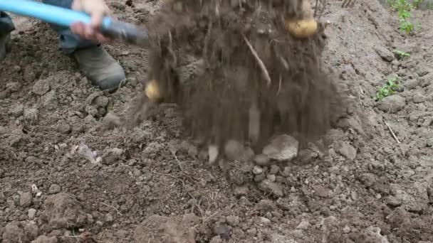 Digging up potatoes in August - Filmati, video