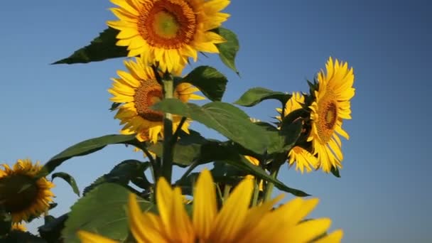 поле красивих соняшників
 - Кадри, відео