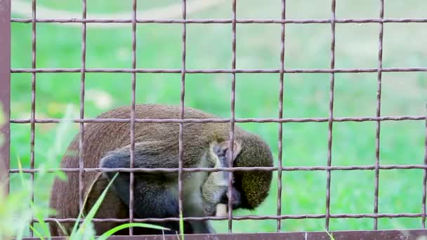Monkey sits in a cage. - Filmati, video